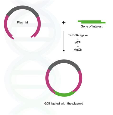 What Is DNA Ligase? And How T4 DNA Ligase Works?