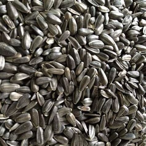 What birds will not eat striped sunflower seeds? - DIY Seattle