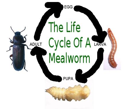 Youtube Mealworm Life Cycle