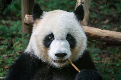 7 Interesting Facts About Pandas - Portable Press