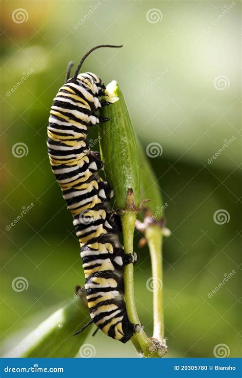 Monarch Butterfly Caterpillar Stock Photo - Image of creature, nectar ...