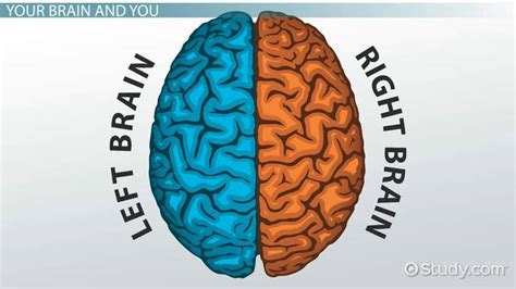 Brain Lateralization | Definition & Function - Lesson | Study.com