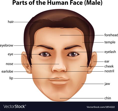 Human face Royalty Free Vector Image - VectorStock