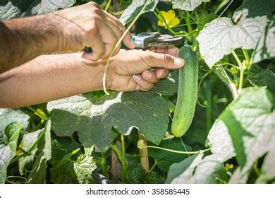 Harvesting cucumbers Images, Stock Photos & Vectors | Shutterstock