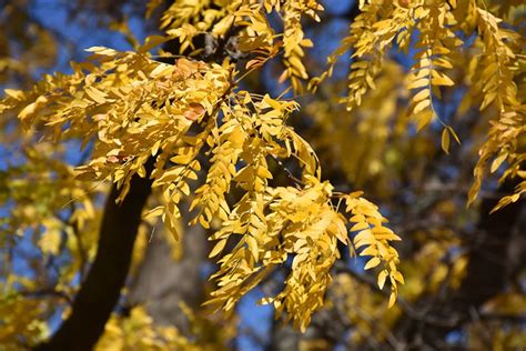 Honey Locust (Shademaster) — The Cottage Gardens Lansing