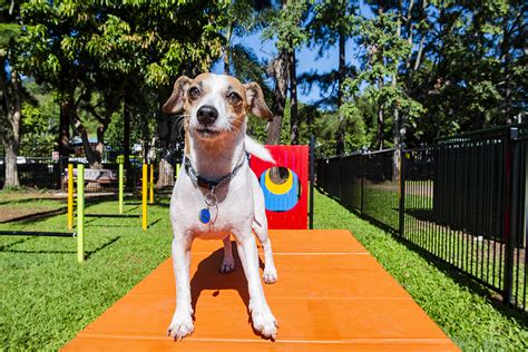 Ingenia Holidays Cairns Coconut Resort new pet-friendly options | Australian Dog Lover