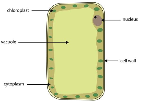 Vacuole Facts - Biology Wise