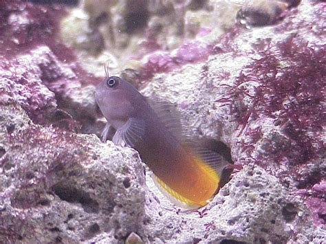 Blenny on a reef | Fish pet, Pets, Animals