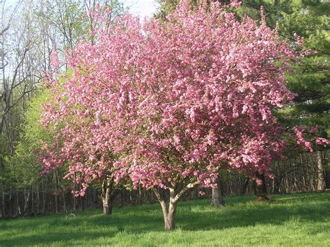 2K Free download | Spring tree, flowers, spring, apple tree, Massena HD wallpaper | Pxfuel