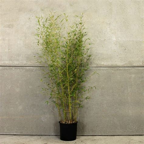 Golden Bamboo 120/150cm 10L pot - Hedges Direct UK