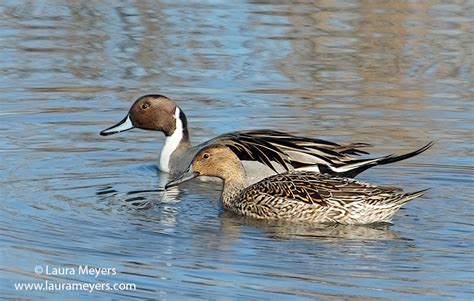 Edwin B. Forsythe National Wildlife Refuge Photos - Laura Meyers Nature PhotograpyLaura Meyers ...