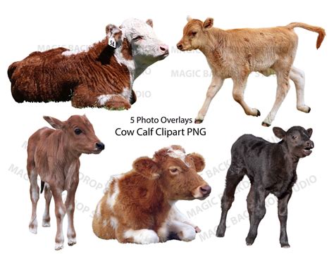 Baby Cow Calf PNG Bundle Cows Farm Animals Clip Art Overlay Photoshop ...