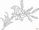 Lilies Coloring Pages Printable sketch template