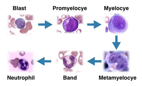 Myeloid Cells | Hematology, Ascp, Cell