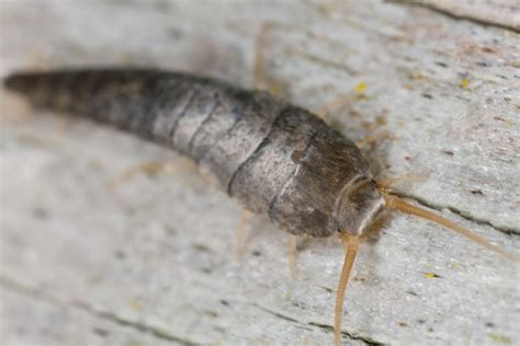 Silverfish - Complete Pest Control