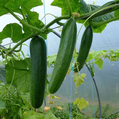 Cucumis sativus (Cucumber, Cucumbers, Garden Cucumber, Garden Cucumbers, Gherkin, Gherkins ...