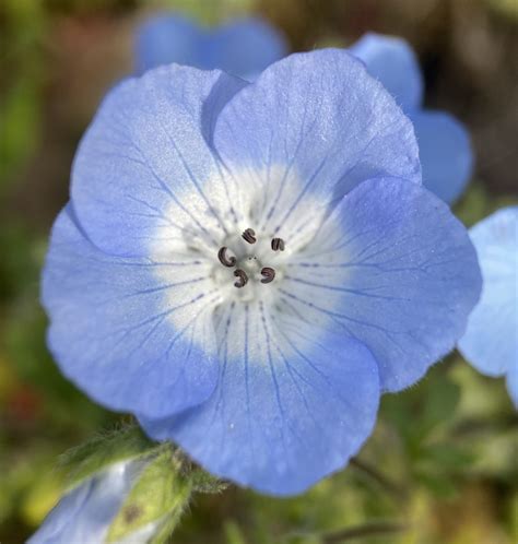 Nemophila menziesii Calflora