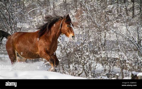 Horse Running In Snow Stock Photo - Alamy