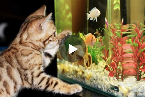 Fish Videos For Cats To Watch | Fun Videos To Provide Brain Stimulation