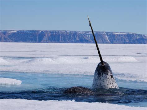 Narwhal | Species | WWF