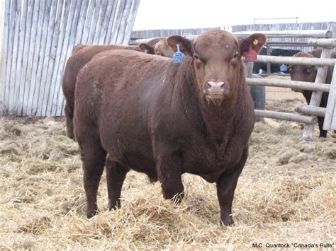 Red Angus Bulls for Sale from MC Quantock in BC AB SK MB