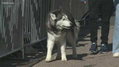 UConn mascot Jonathan flying to Houston for Final Four | fox61.com