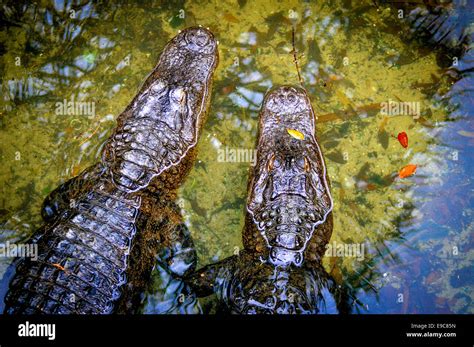 alligators at alligator farm Jacksonville, Florida Stock Photo - Alamy