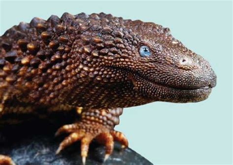 Malaysia wants total ban on trade of rare lizard species, Malaysia News - AsiaOne