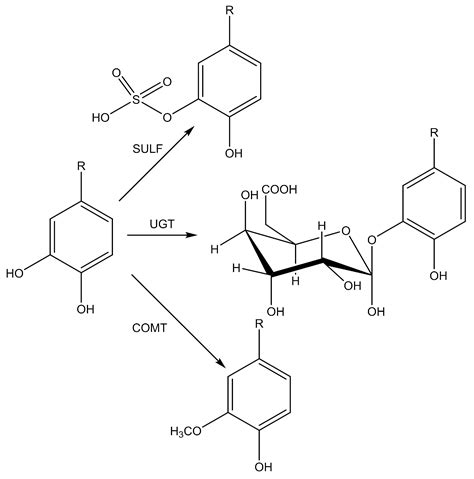 Antioxidants | Free Full-Text | Antioxidant Activity, Metabolism, and ...