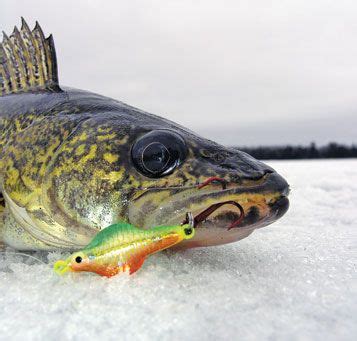 Best Walleye Ice Fishing Lures of 2021 – Complete Buyer’s Guide – Big ...