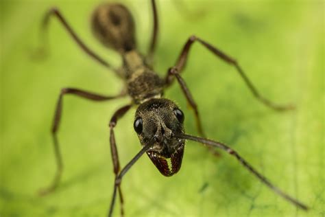 Indian scientists have discovered an ant species that kidnaps others, behavior seen for the ...