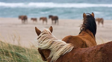 Canada’s mysterious, fabled Sable Island - BBC Travel