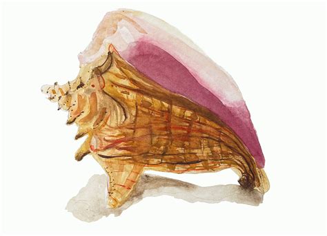 Conch Shell Watercolor Painting Coastal New England Wall Print | Etsy