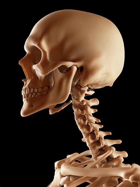 Human Skeleton Neck Bones