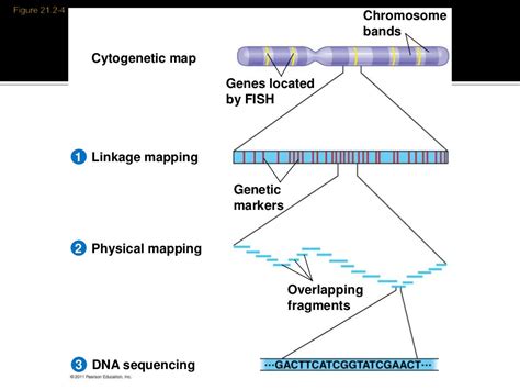 genome mapping