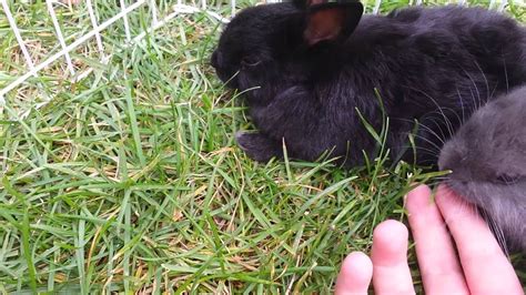 Baby bunnies play outside - YouTube