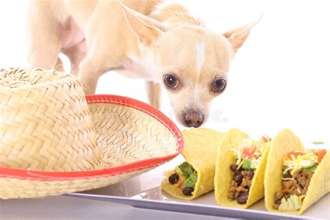 Mexican chihuahua stock image. Image of canine, mexican - 3713223