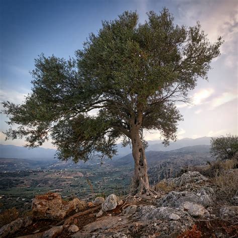 Israel Single Olive Tree Planting - Benny Hinn Ministries