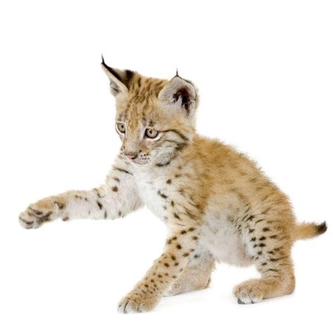 Eurasian Lynx Cub - Animal Facts and Information