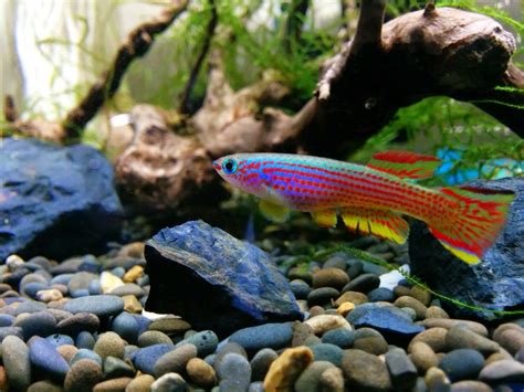 Aphyosemion striatum – Red-striped Killifish | Tropical fish, Ocean ...