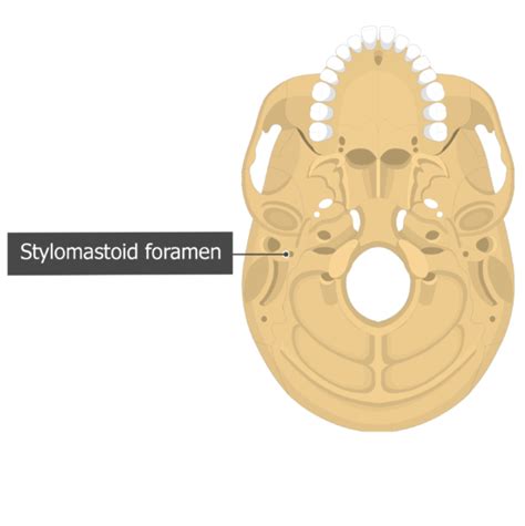 Temporal bone: anatomy and labeled diagram | GetBodySmart