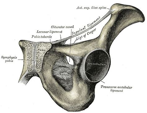 Lacunar ligament - Alchetron, The Free Social Encyclopedia