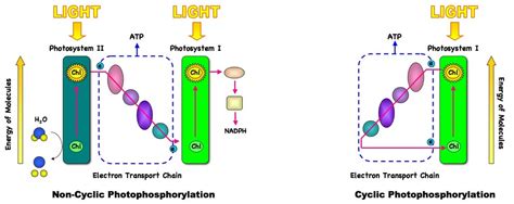 8.2 Photosynthesis | BioNinja