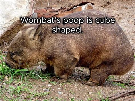 Weird Animal Facts | Animals