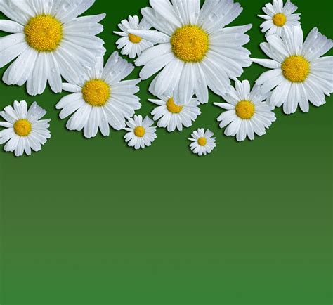 Daisy Flowers Background Free Stock Photo - Public Domain Pictures