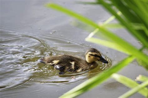 Baby duck swimming along stock photo. Image of reeds - 179754388