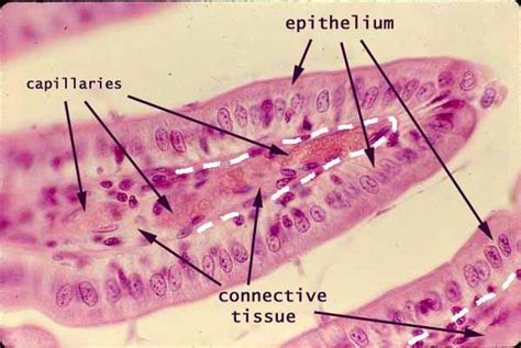 SIU SOM Histology INTRO