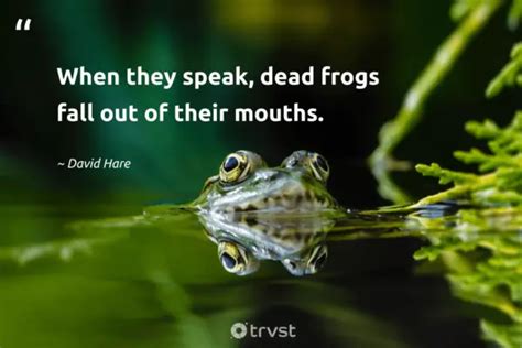 27 Frog Quotes about the Diverse Amphibians