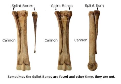 The Distal Limb Bones of the Equine