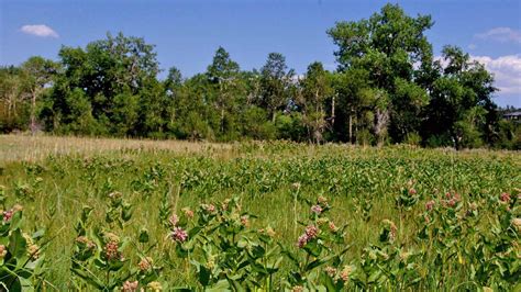 Plains Tallgrass Prairie - Colorado Native Plant Society